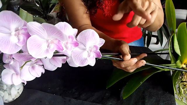 🔴COMO SALVAR SUA PHALAENOPSIS DO FUNGO FUSARIUM ❓ смотреть онлайн