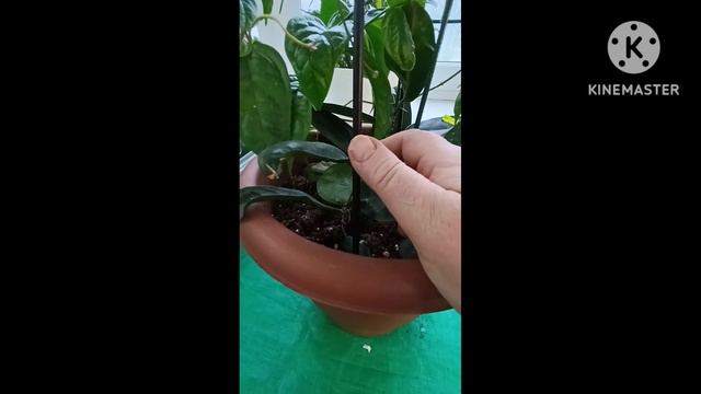 Susipažinkite ir padėkit atpažint🙏Познакомьтесь и помогите опознать. смотреть онлайн