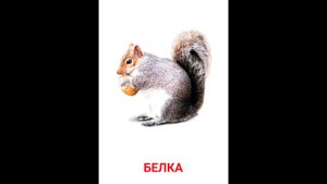 Карточки Домана Дикие животные