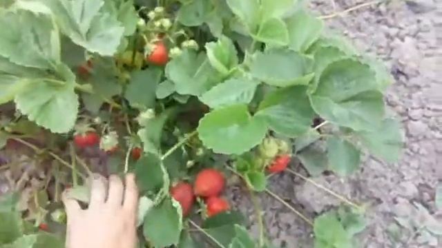 Лучшие сорта клубники  Луна