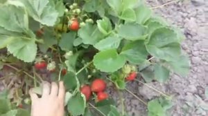 Лучшие сорта клубники  Луна