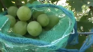 ГФ ВИНОГРАДА (ВИТАЛИНО)БУРДАК А В