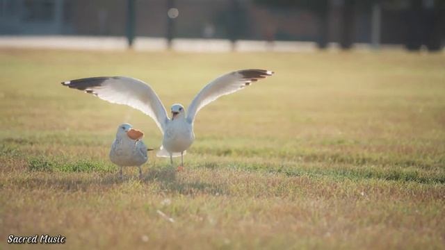 Расслабляющая музыка лечит разум ?музыка лечит сердце, релаксация, музыка для души#3 смотреть онлайн