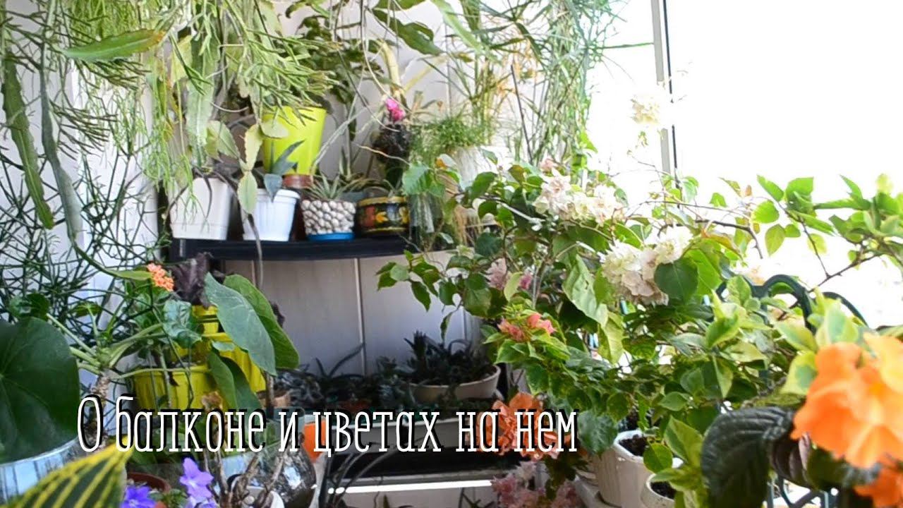 Комнатные цветы. О балконе и обзор цветов на нем.