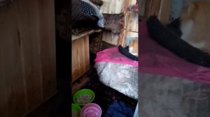 Уличный домик для бездомных кошек в зимний период.