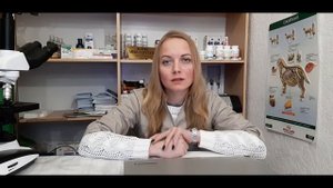 Цистит у котов и кошек причины возникновения что это за болезнь и на сколько она опасна