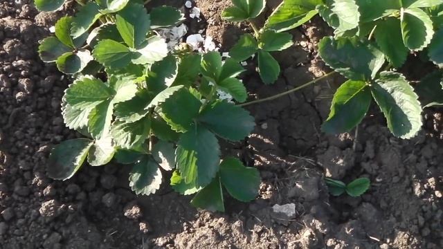 ВИДЕО ОБЗОР ЗЕМЛЯНИКИ (КЛУБНИКИ) НСД АЛЬБИОН , СВИТ МЭРИ, СВИТ ЭВИ, НАГООКО смотреть онлайн