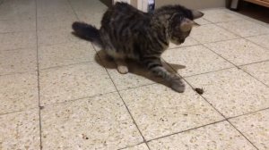 Котенок ловит таракана , как кошка таракана поймала