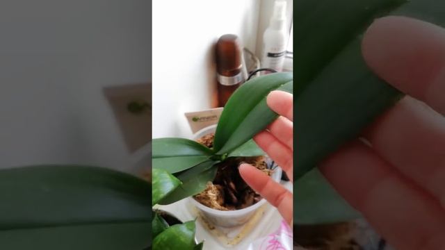 Vlog: теряю зрение! Покажу своего МЧ. Мои комнатные цветы смотреть онлайн