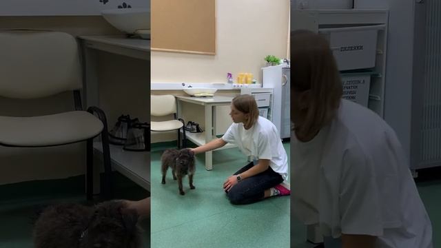 Как правильно гладить собаку смотреть онлайн