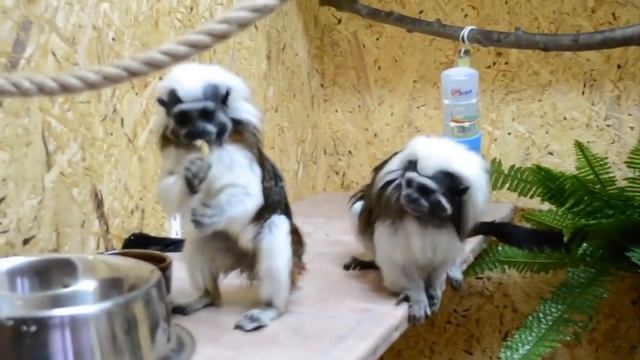 10 Животных с Самым смешным Внешним видом смотреть онлайн