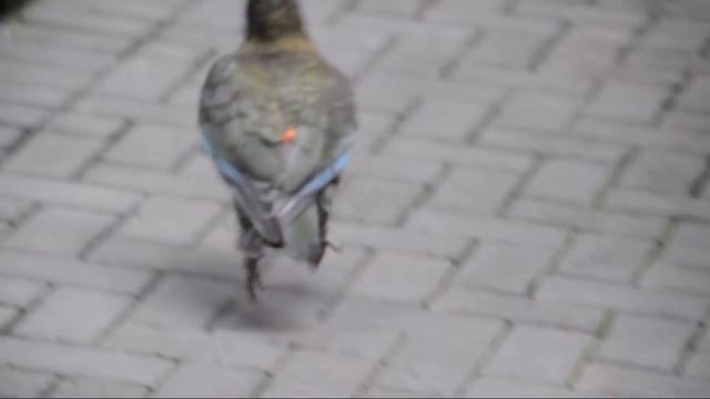 Dancing Kea Parrot - Cute! смотреть онлайн