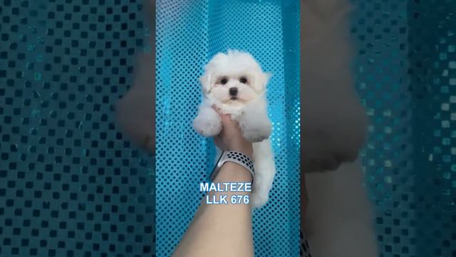 Мальтези на сайте aelit.org корейские бэби-фейс💙