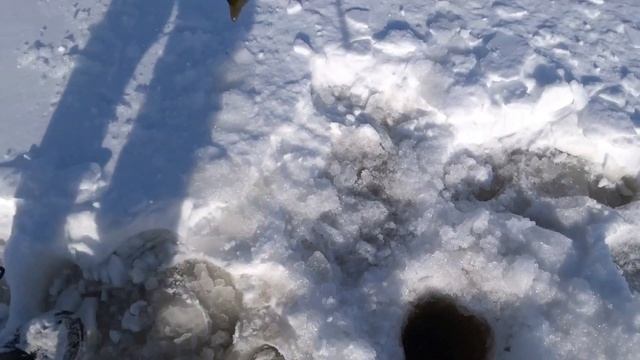 БУРАН и МУХТАР 15 смотреть онлайн