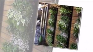 Оригинальное размещение комнатных растений