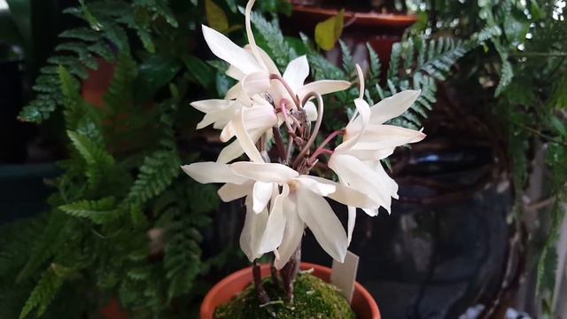 Dendrobium moniliforme '채월' смотреть онлайн