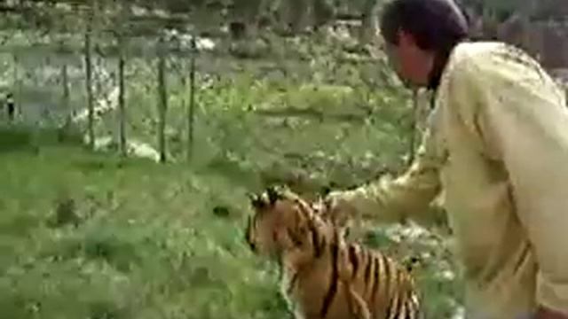 Tigre safari park aitana