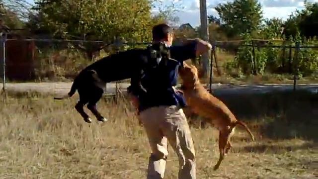 почти как померанский шпиц 🐕