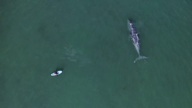 Шантары смотреть онлайн
