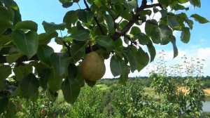 Летняя груша МОНЗАНА
