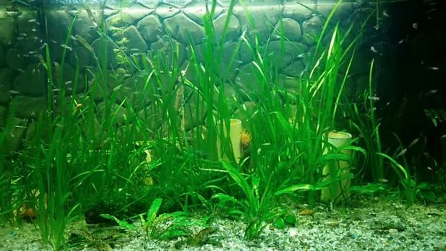 Гуппи. Мальки Гуппи подрастают смотреть онлайн