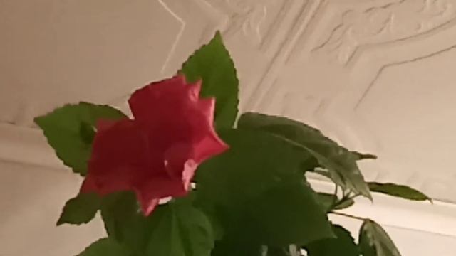 КИТАЙСКАЯ РОЗА ПРОСТА В УХОДЕ В ДОМАШНИХ УСЛОВИЯХ смотреть онлайн