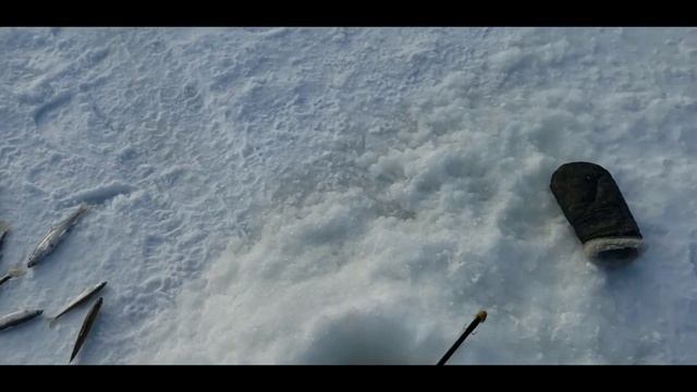 Де-кастри 2020 ловим Зубаря и Навагу смотреть онлайн