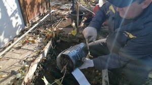 посадка винограда осенью - как посадить виноград.