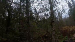 Охота на лося в Ярославской области 2021