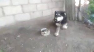 Домашний Волк.