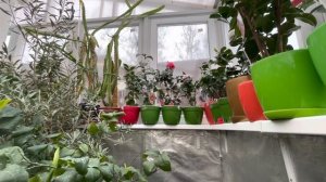 Мои японские камелии ?? в теплице, цветение , уход . Февраль 2021