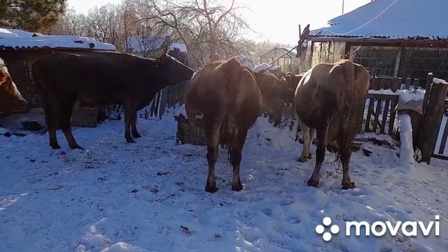 Зимнее содержание коров и телят смотреть онлайн