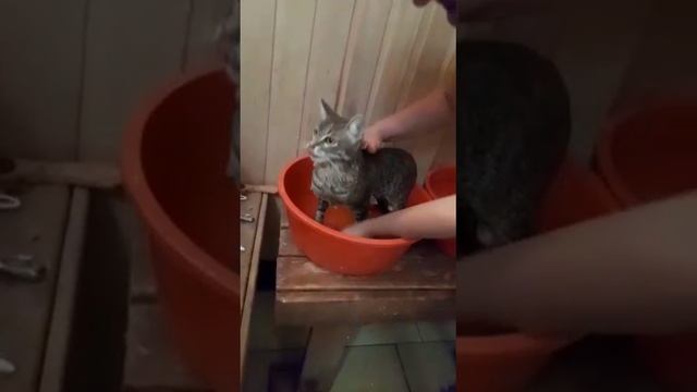 Сбежавшая кошка