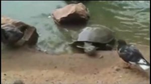 Черепаха и голубь