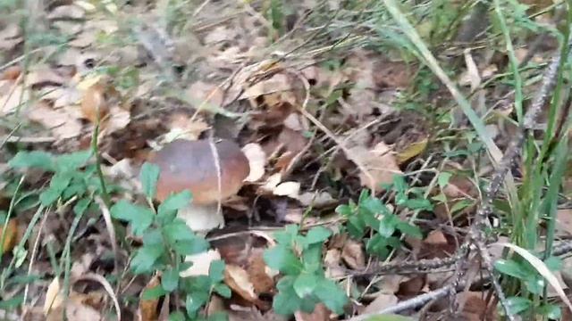 Поляна грибов. Нашел Группу Белых. БЕЛЫЕ ГРИБЫ. В лесу. смотреть онлайн