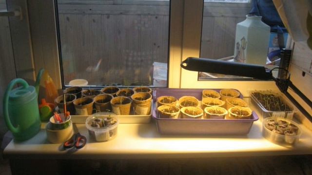 Перец. Рассада без ошибок!! смотреть онлайн