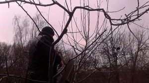 Омоложение старых яблонь.Возраст 50 лет.