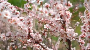 Говорящая открытка. Поздравление С Днём рождения женщине