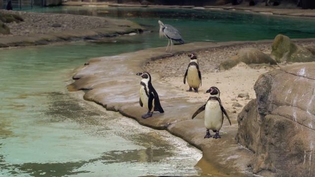 Милые маленькие животные:тигр,кошка, лев, собака,обезьяна, черепаха. Видео для детей.Звуки животных смотреть онлайн