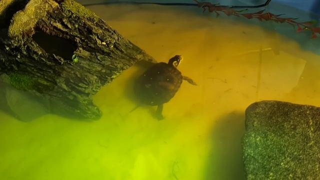 *NEW* DIY Mini TURTLE Pond!!! смотреть онлайн