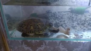 Красноухая черепаха кушает рыбу.