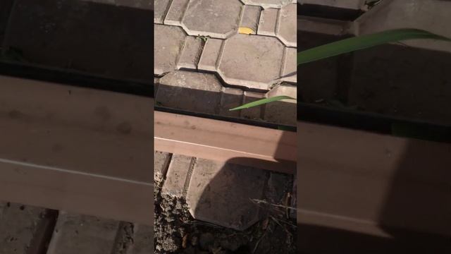 когда поликарбонат на теплице лучше поменять на стекло. смотреть онлайн