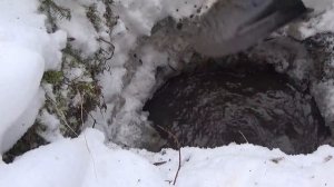 Мою самородное Золото в ручье!