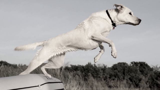 ПОПРОБУЙ НЕ ЗАПЛАКАТЬ Самая грустная песня про собак До слёз Песня которая трогает душу! смотреть онлайн