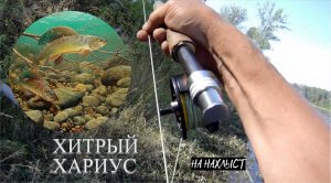 Вода падает день за днём#куда уходит рыба? | Нахлыст на Енисее