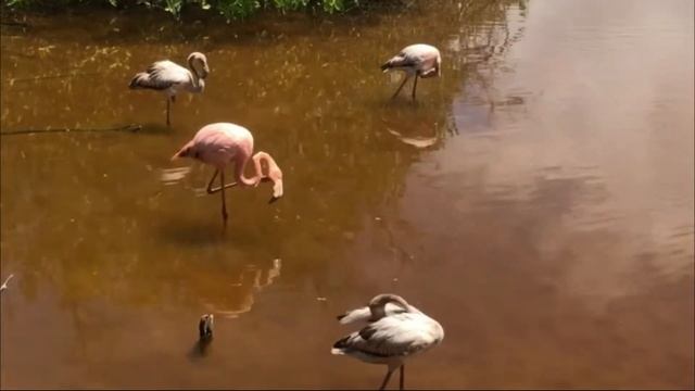 Животные на Галапагосах смотреть онлайн