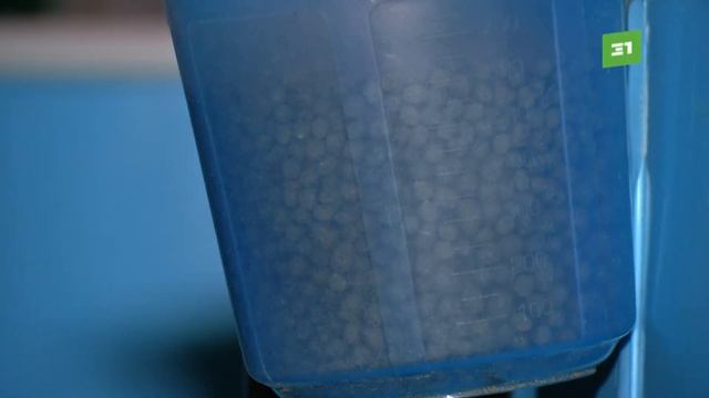 В Челябинске начали разводить африканских сомов смотреть онлайн