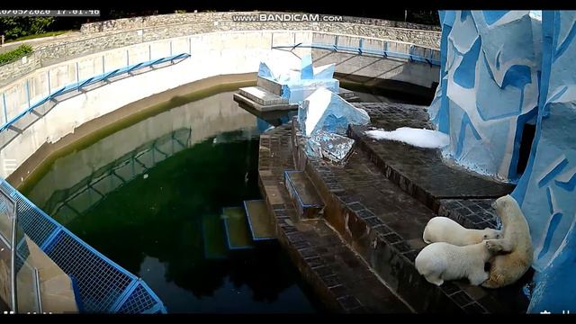 Медвежата напрыгались, набегались и попросили перед ужином молочко 20.05.2020 смотреть онлайн