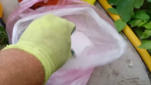 ПОДКОРМКА КАБАЧКОВ против гнили плодов и на большой и вкусный урожай. ВСЕ ТЫКВЕННЫЕ ЛЮБЯТ ЭТО!