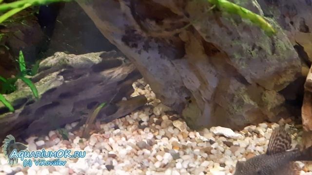 Кормим ГСК в обычном аквариуме со смешанным населением смотреть онлайн